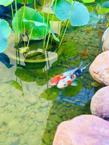 two koi fish swimming in a pond with leaves at Tràng An Sunny River Homestay in Ninh Binh +45 photos