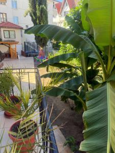 a garden with a bunch of plants in a yard at Guesthouse Iceberg in Ravda