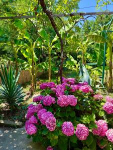 a bunch of purple flowers in a garden at Guest House Yanakievi in Sinemorets +31 photos