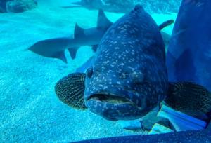ポルト・サプラヤにあるValenciaBeachHomeの大魚の水泳