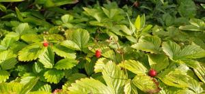 Afbeelding uit fotogalerij van Polderzicht in De Rijp