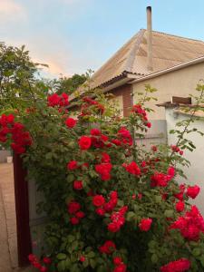 a bush of red roses on the side of a house at Валентина in Kurortne