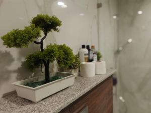 DargaiにあるModern Serviced Apartments in Penta Square DHA Lahore Book Luxury Stayの2本の盆栽が置かれたバスルームのカウンター +57枚の写真