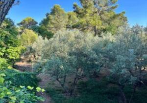 a view of a forest of trees and bushes at Villa de plain-pied avec jacuzzi privatif, jardin et climatisation à Sommières in Sommières