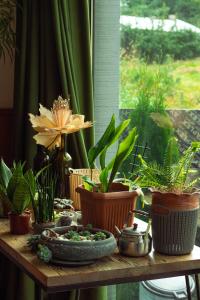 a table with a bunch of potted plants on it at Aronia Kazbegi in Stepantsminda