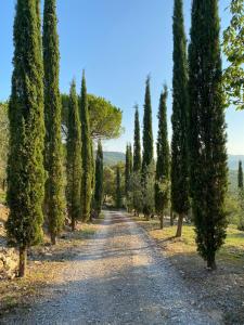 a road lined with cypress trees in a field at Celle di lecchi Porcilaia in San Sano