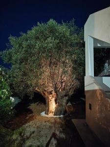 Fotografie z fotogalerie ubytování Hibiscus Green Apartments v destinaci Afantou