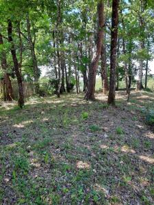 Naturlandskabet i nærheden af lejligheden