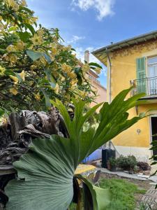 une grande plante verte devant un arbre dans l'établissement Chez Courbou, à La Celle-sous-Gouzon