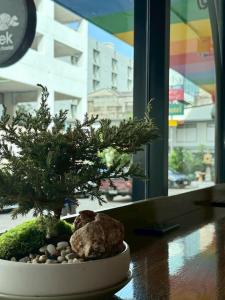 een bonsaiboompje op een tafel naast een raam bij EK Silomhostel in Bangkok