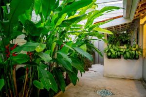 Um jardim em Pousada Hospedaria215