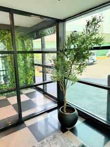 a plant in a pot sitting in front of a window at Nova Hotel Bronx in Melrose