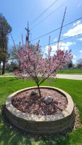 a tree with pink flowers in a stone circle at Urban Farmer House in Millman
