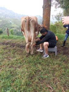 a man milking a cow in a field at ECOHostal Las Hamacas el colibrí in Villamaría