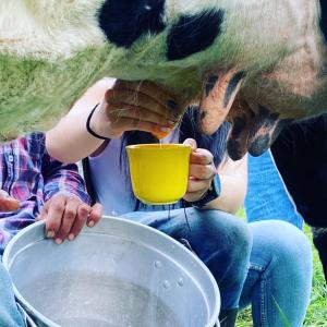 a woman feeding a cow from a yellow bowl at ECOHostal Las Hamacas El Mirador A Manizales in Villamaría