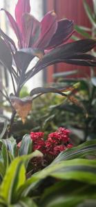 Apartamentos Los Descalzos Ángel With Private Terrace Free Parking外面的花园