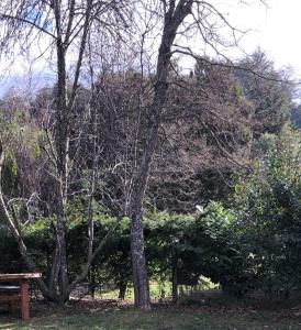 a park with a wooden bench and trees at Tu Casa en la Naturaleza in San Carlos de Bariloche