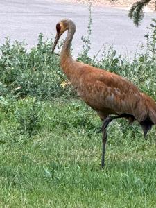 Ảnh trong thư viện ảnh của Provo Canyon Mountain Home ở Provo