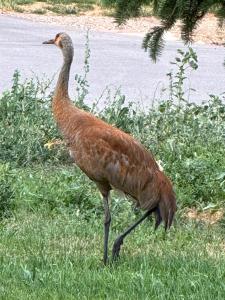 Ảnh trong thư viện ảnh của Provo Canyon Mountain Home ở Provo