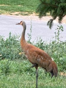 Ảnh trong thư viện ảnh của Provo Canyon Mountain Home ở Provo