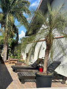 a palm tree sitting next to a row of benches at Casa Brisa in Sinop