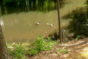 twee eenden zwemmen in een vijver in een bos bij Lakeside Bliss in Hot Springs