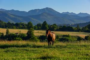 a horse standing in a field with mountains in the background at Domek i Pokoje z widokiem na Tatry - U Magdy Zakopane in Zakopane