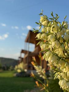 a tree with white flowers in front of a house at Шале Рутенія - Chalet Rutenia apartments in Neporotovo +141 photos
