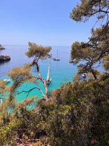 un voilier dans l'eau avec un arbre dans l'établissement Appartement dans le centre historique de Toulon, à Toulon