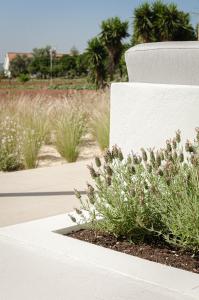 a flower bed with white flowers next to a building at Barranquinho in Santiago do Cacém +29 photos