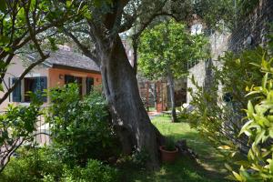 アレンツァーノにあるCa da Muntà bed and breakfastの家庭の木