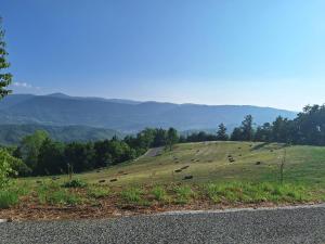 a field with cows on a hill with a road at B&B La Castagna in Santo Stefano