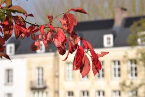 a tree with red leaves in front of a building at Château de la Saulinière in Kain +10 photos