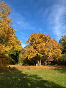 a tree in a field with leaves on the grass at Landhaus Hohe Buchen in Plön