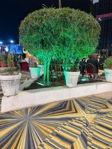 a table with three potted trees on a carpet at Utsav Vatika in Ayodhya