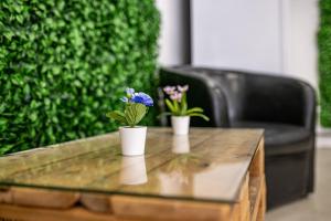 twee planten op een houten tafel met een stoel bij Heart of the city Hostel in Varna
