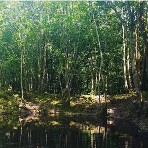 una zona boscosa con un fiume e alberi di Tarly Pit a Cranbrook