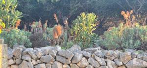 een gazelle die achter een rotswand staat bij Niki in Punta Križa