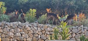 drie herten staan achter een stenen muur bij Niki in Punta Križa