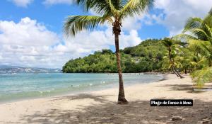 a palm tree on a beach with the ocean at Le léza - Terrasse et plage à 1 min in Les Trois-Îlets