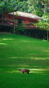 a dog standing in the grass in front of a house at Sítio Refúgio - Experiência in Serra Grande