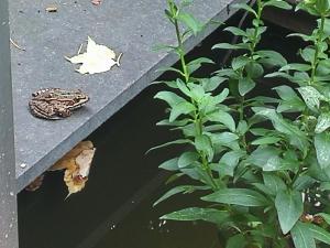 Φωτογραφία από το άλμπουμ του Garden Studio Les Bambous στοε Neuilly-sur-Seine