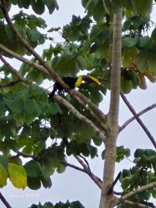 Fotografie z fotogalerie ubytování Guacamaya v destinaci Bahia