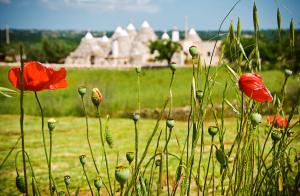 a field of red poppies with a castle in the background at Trulli Il Castagno in Martina Franca