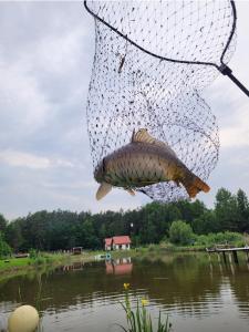 Afbeelding uit fotogalerij van Kemping i Domki nad stawem in Harsz