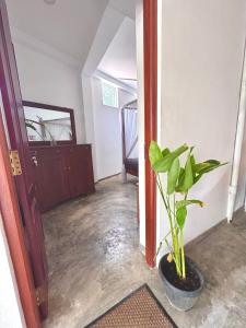 a hallway with a potted plant in a room at Coastal Cloud Backpackers in Unawatuna