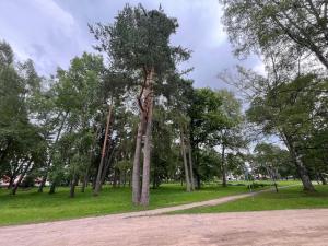 a group of trees in a park with a dirt road at RUMIDO Station in Valmiera
