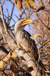 un pájaro con un pico amarillo sentado en una rama de árbol en Mabula Game Reserve, en Welbekend