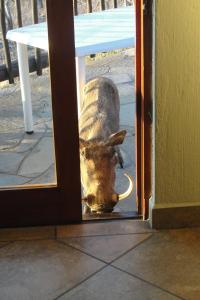 Un perro mirando a través de una puerta hacia una habitación. en Mabula Game Reserve, en Welbekend