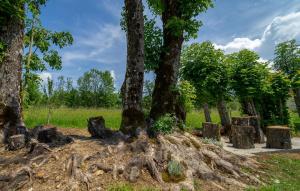 a pile of tree stumps in a park at Gorgeous Home In Ravna Gora With Wifi in Ravna Gora
